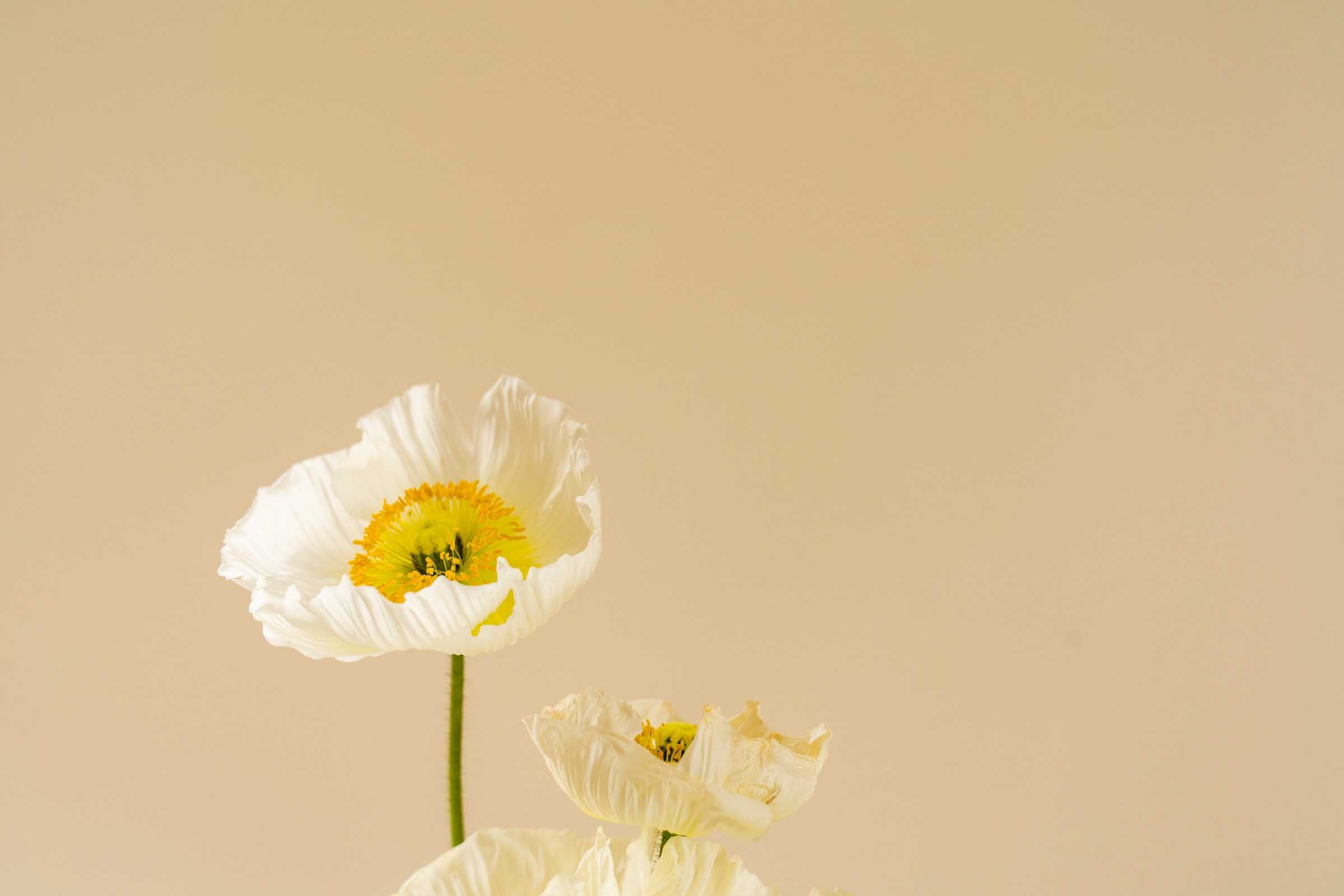 Mother's Day Gift Guide